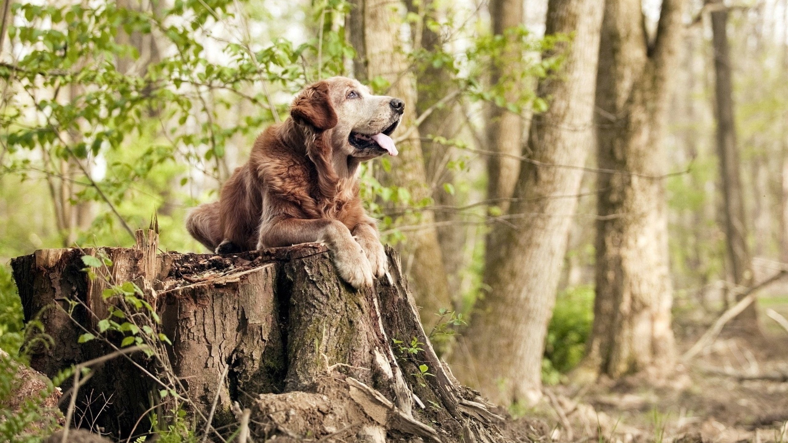 街道缠斗与攻防弈术,双重视角下的节奏掌控哲学