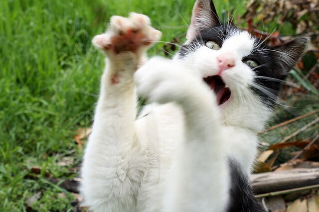 哈利伯顿手术刀般切割广东防线,新疆队闪电战诠释何为现代篮球