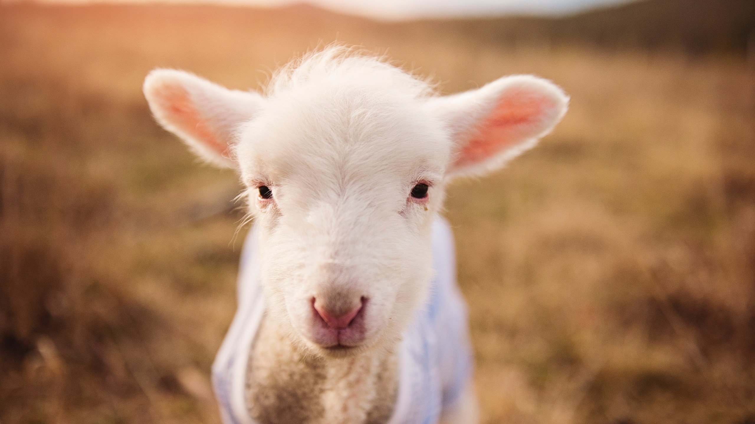 奥运入场券之夜，一人舞台，坎特彻底撕碎防线