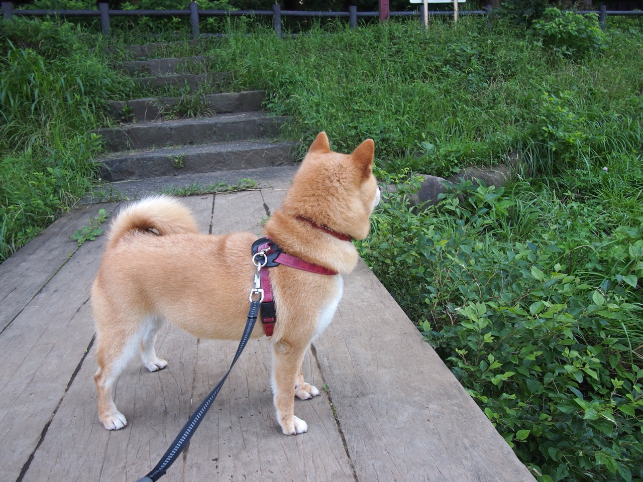 开云体育平台APP-绝唱与交响，迪马利亚生涯之夜的孤独咏叹，与西班牙的团队狂想曲