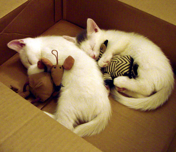 开云体育在线-价值对决，当奥地利防线遇见德里赫特，一亿欧元先生如何定义顶级中卫