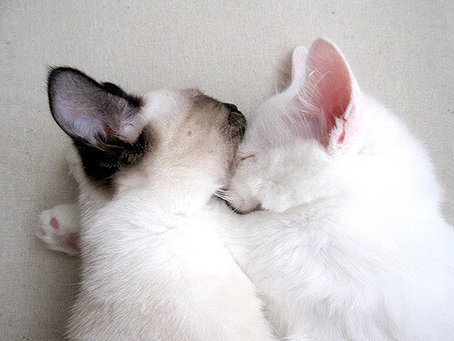 开云体育平台APP-绿茵与硬木的协奏曲，当欧冠焦点战遇上勇士火力压制