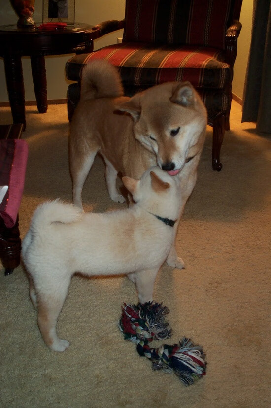 开云体育app-切特爆发引领惊世逆转，鹈鹕第三节一波流带走辽宁队