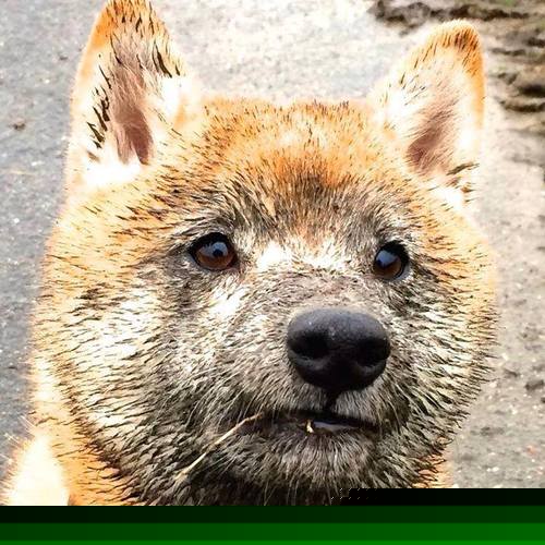 皮克绝境展巨星本色,苏格兰读秒逆转奥地利