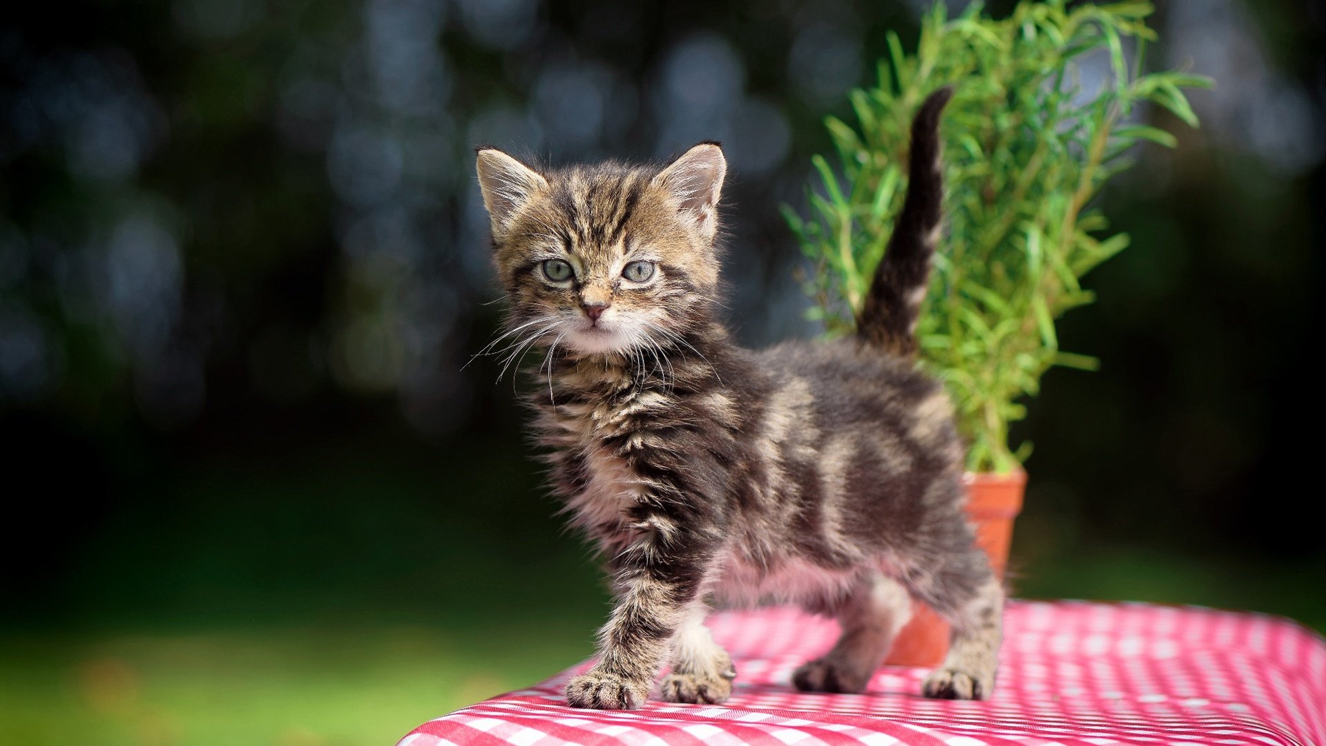 开云体育在线-斩断心魔！广厦队团队篮球哲学下，保罗如何成为真正的关键先生