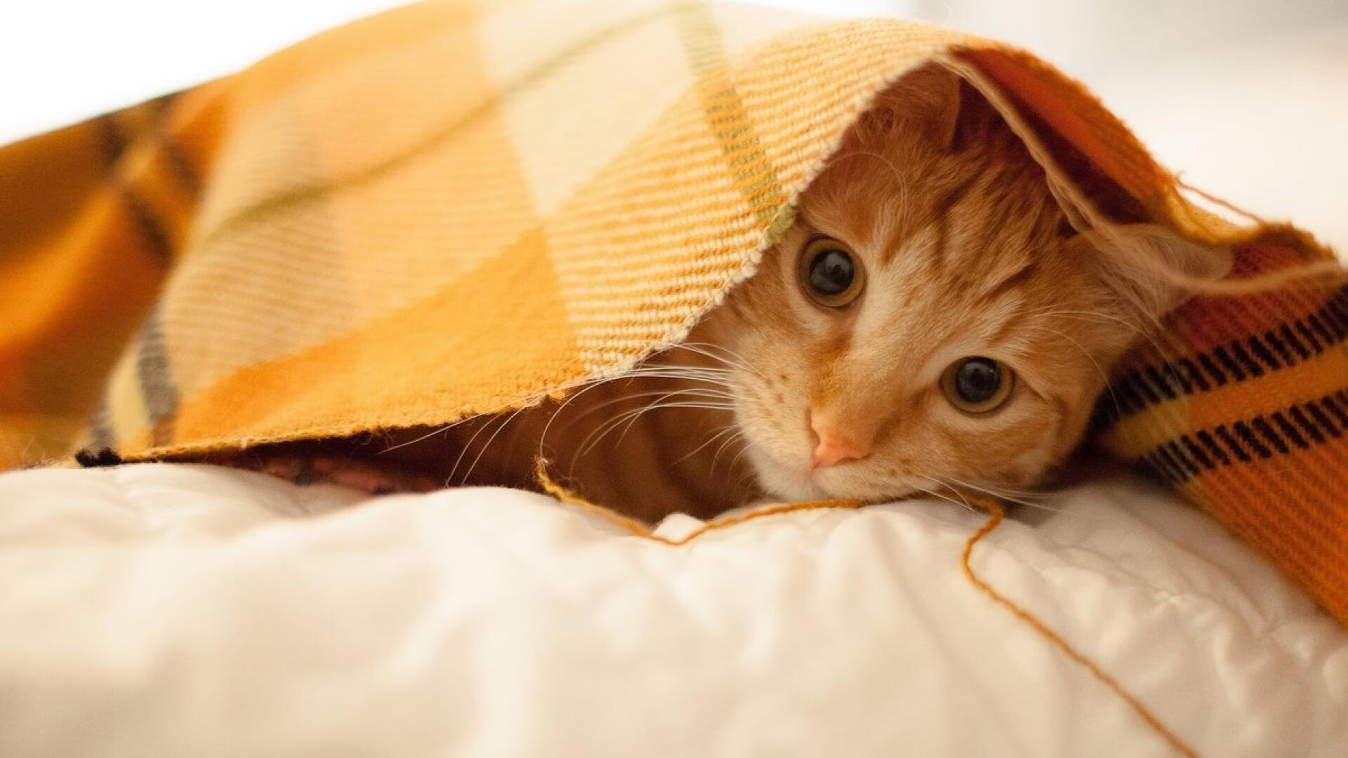 开云体育登录-北境铁骑西征记，当猛龙强压马刺，世界篮球的版图悄然位移