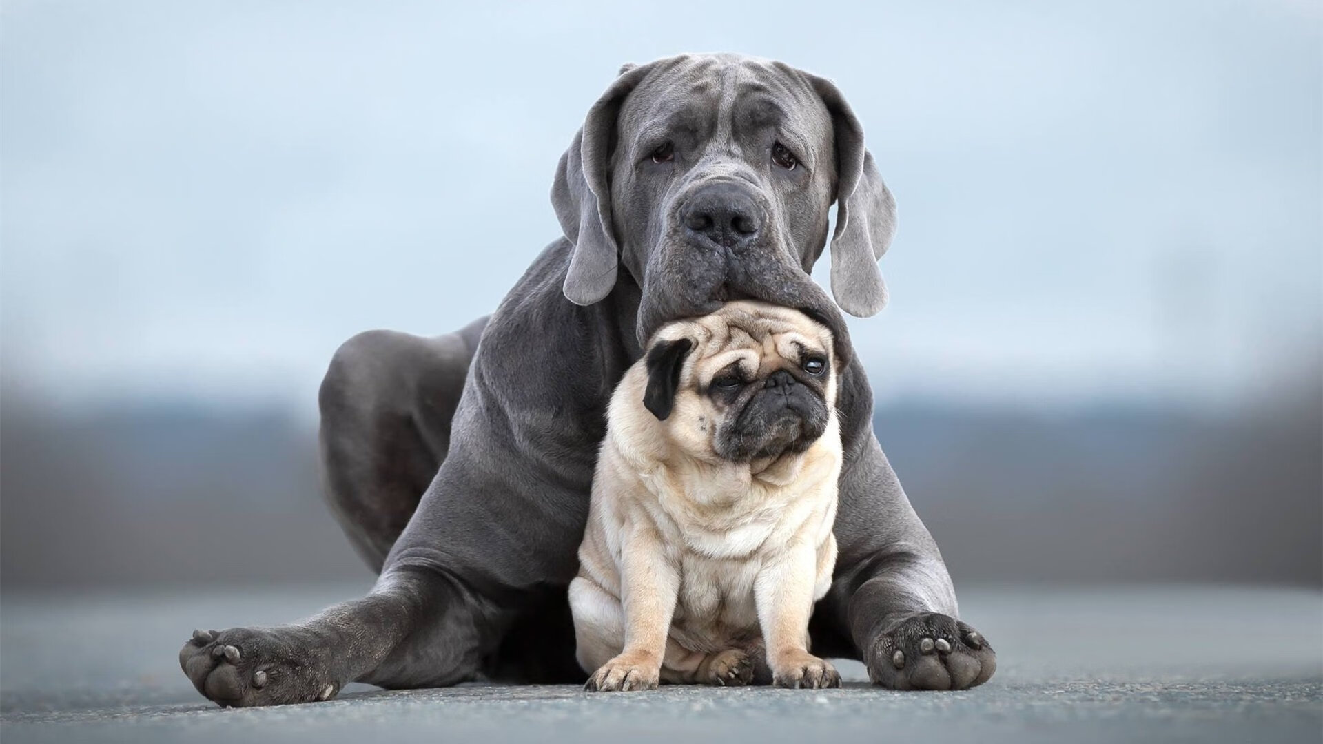 开云体育-若日尼奥，一粒点球，佛罗伦萨在终极赌局上带走了卡塔尔