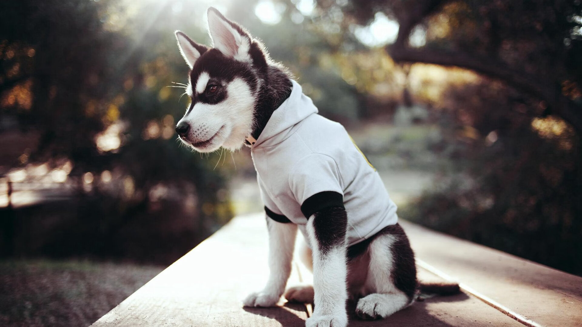 唯一，当东方铁骑碾过南海岸，东契奇用节奏写下篮球新圣经