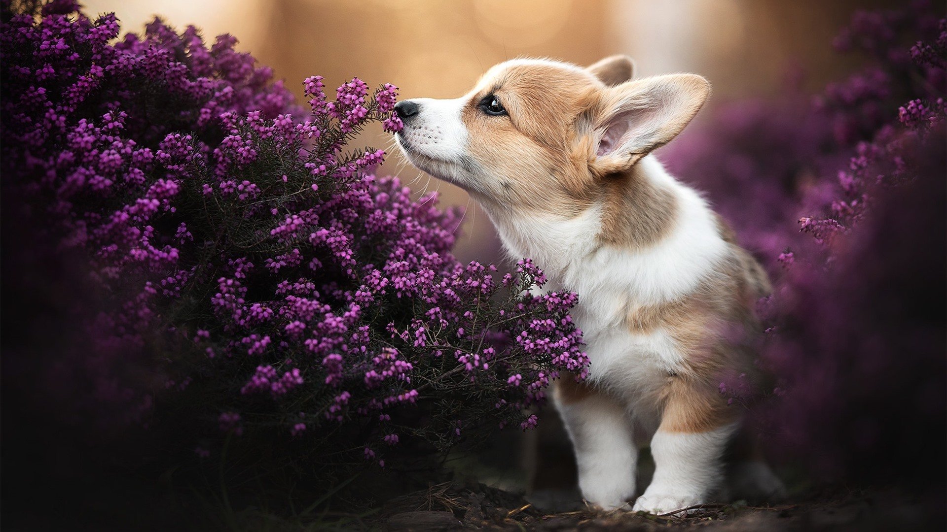 戈贝尔隔空控场,勇士绿军终极对话,防守的艺术赢了三分魔法