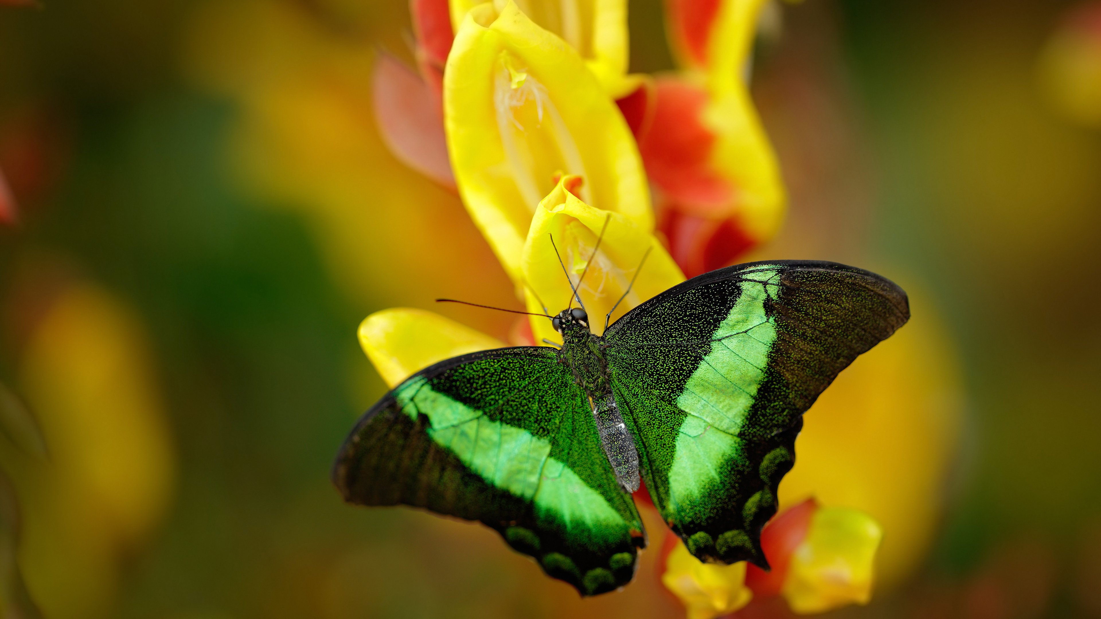 跨越海洋的争冠心跳，当英超焦点战遇上马刺与广厦的碰撞