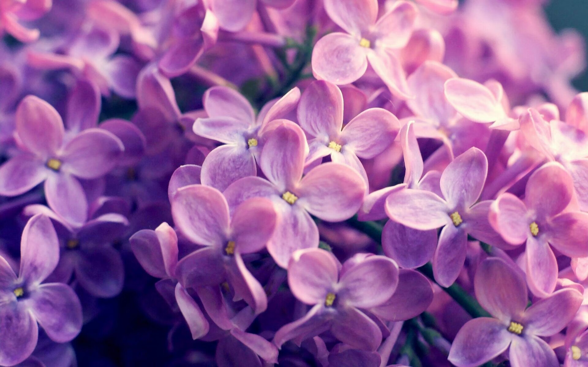 跨洋三分雨,克莱单节7记三分,开拓者神奇单节击溃辽宁防线